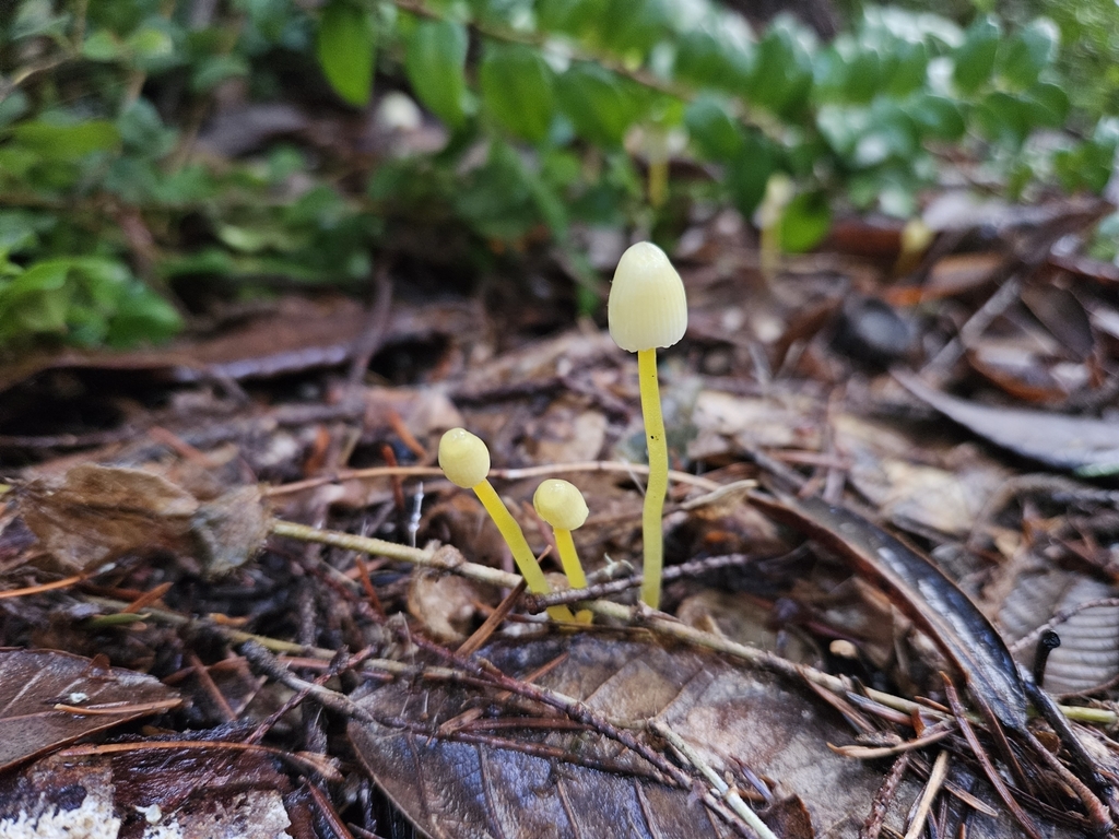 Mycène à pied jaune (Mycena epipterygia)