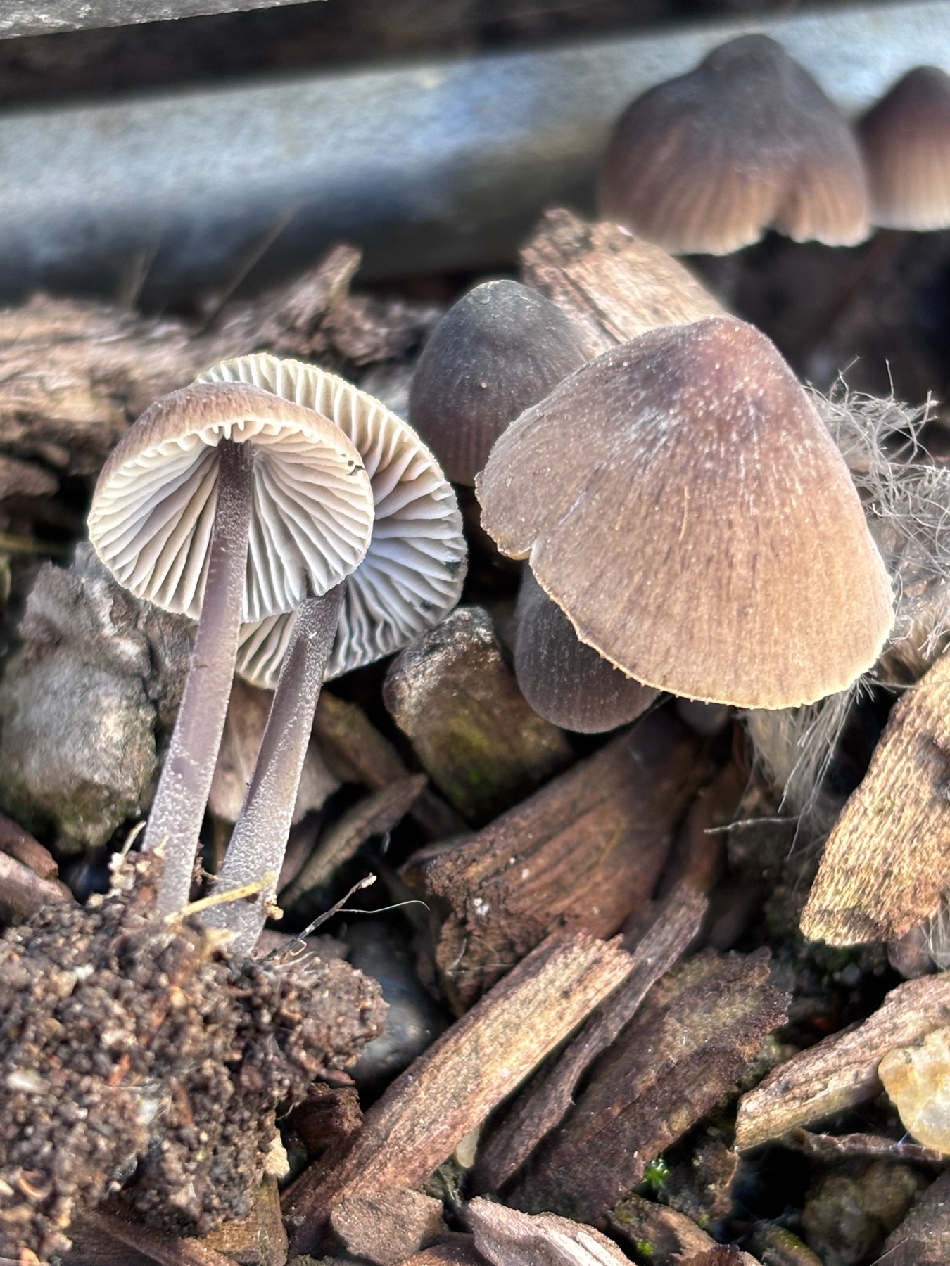 Mycène chlorée (Mycena leptocephala)