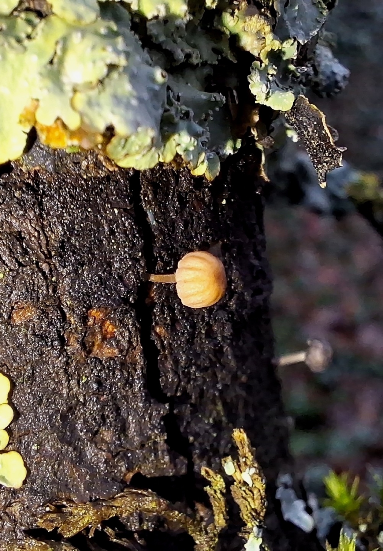 Mycène corticole brune (Mycena meliigena)