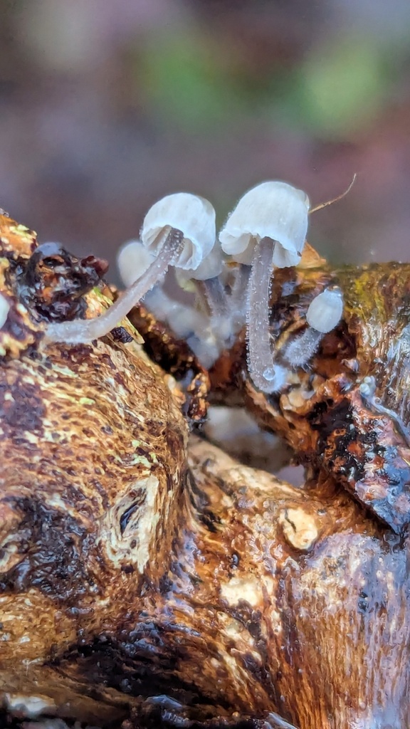 Mycène d’Arcangeli (Mycena arcangeliana)