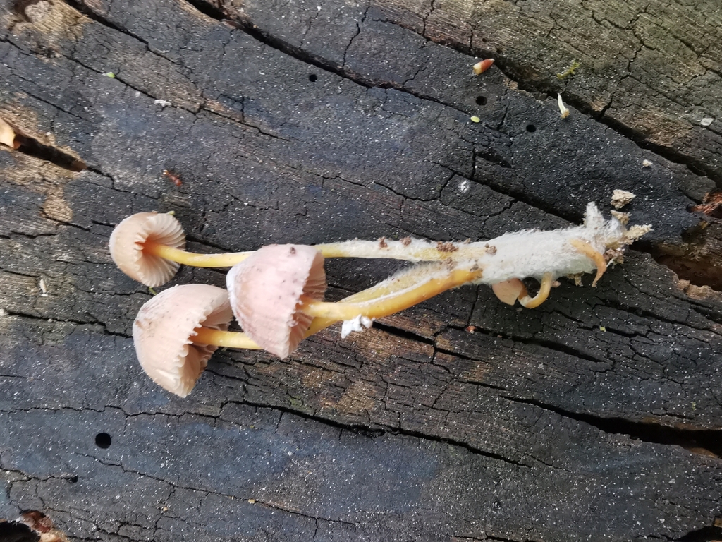 Mycène de René (Mycena renati)