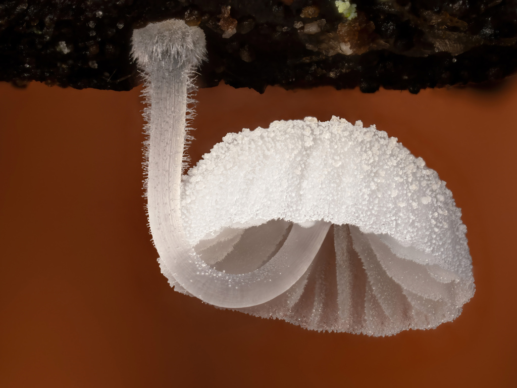 Mycène délicate (Mycena adscendens)
