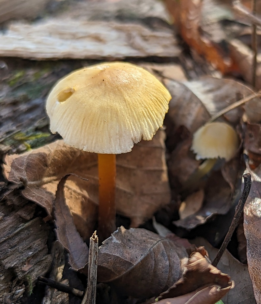 Mycène en casque (Mycena galericulata)