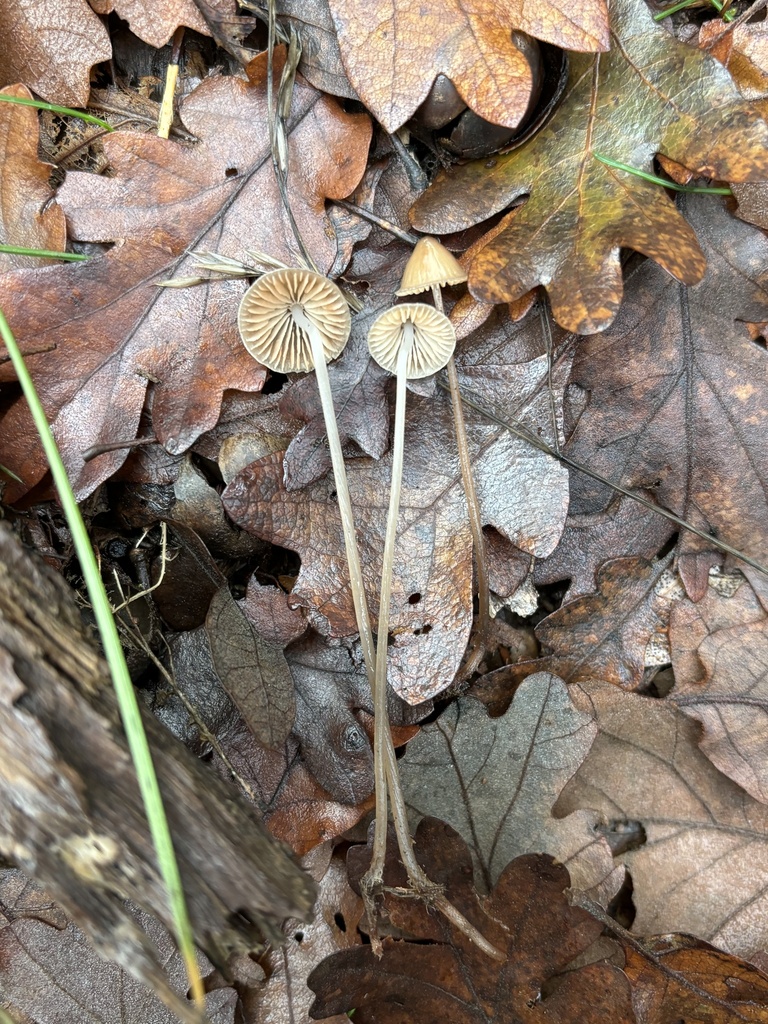 Mycène filiforme (Mycena vitilis)