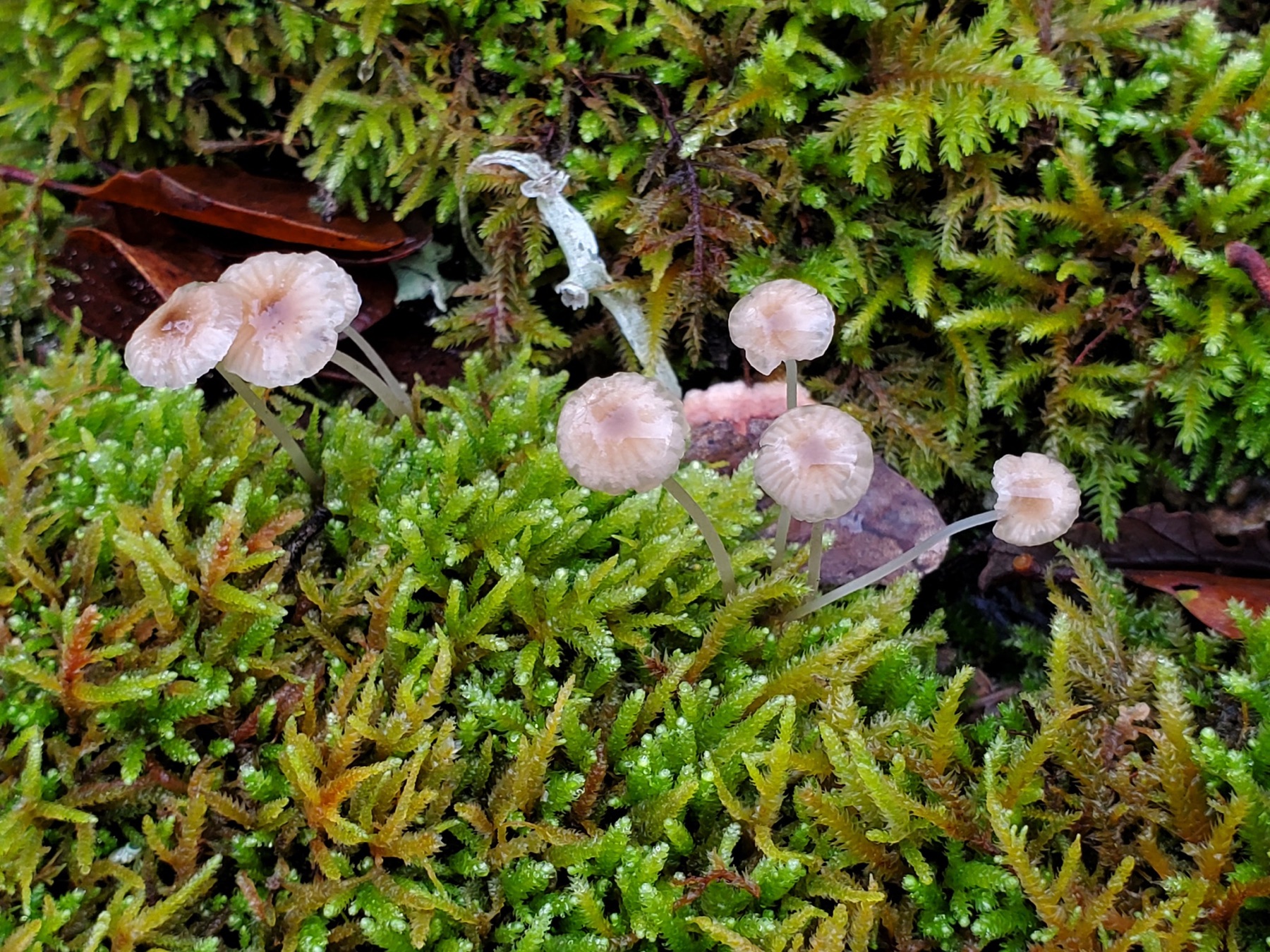 Mycène groupée (Phloeomana speirea)