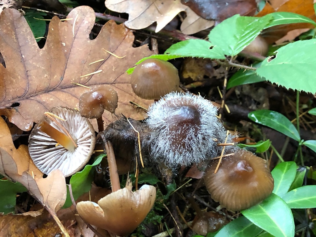 Mycène inclinée (Mycena inclinata)