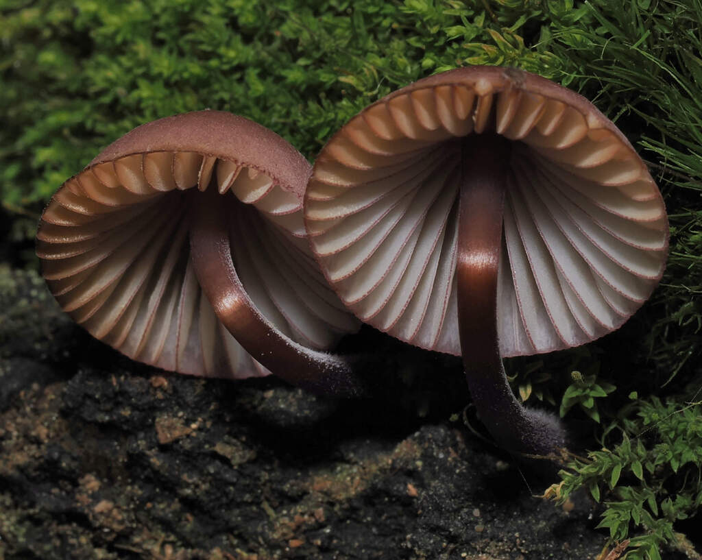 Mycène pourpre foncé (Mycena purpureofusca)