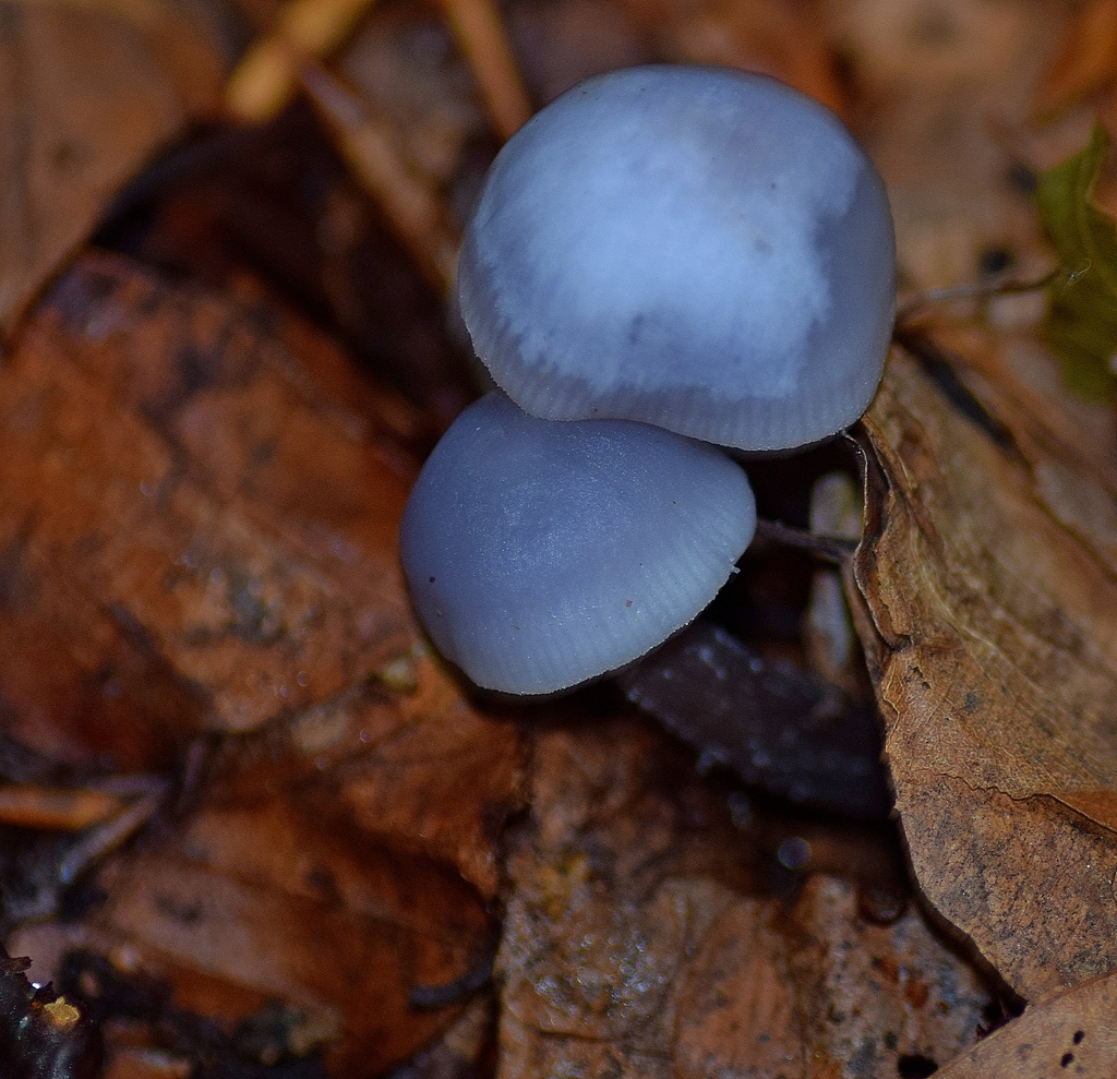 Mycène pure (Mycena pura)