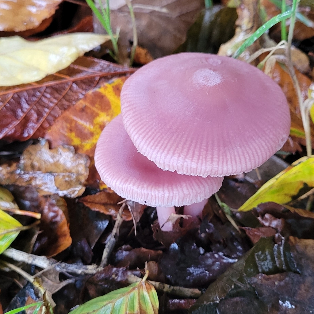 Mycène rose (Mycena rosea)