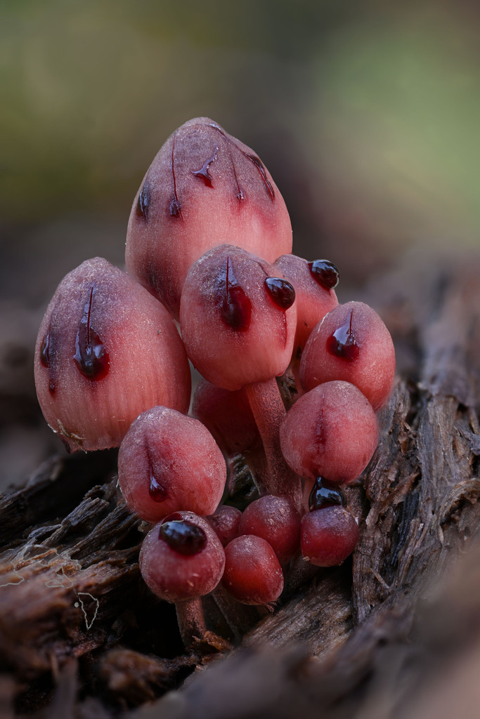 Mycène sanguinolente (Mycena haematopus)