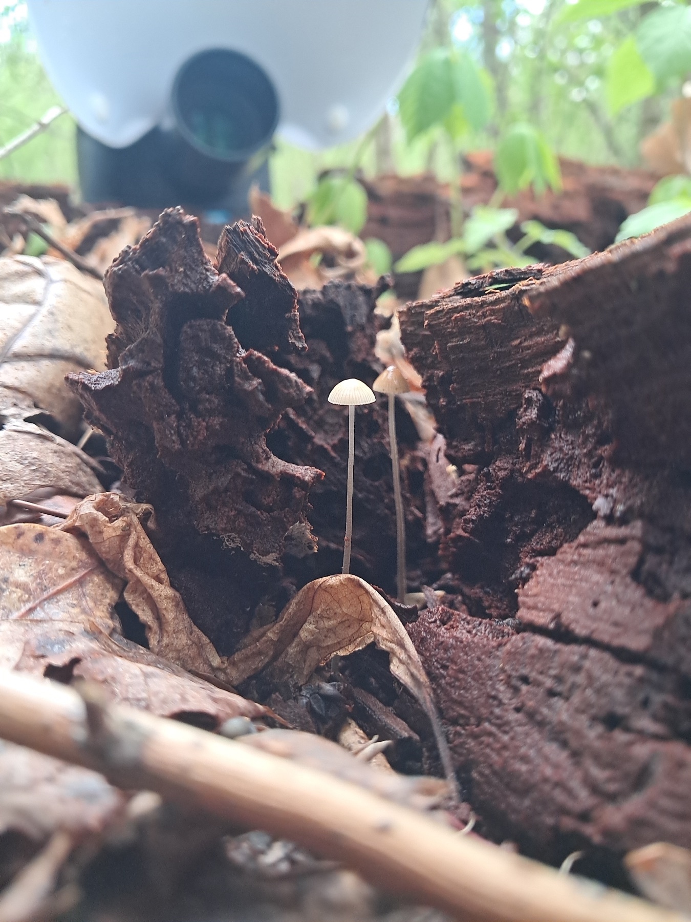 Mycène verdâtre (Mycena subcaerulea)