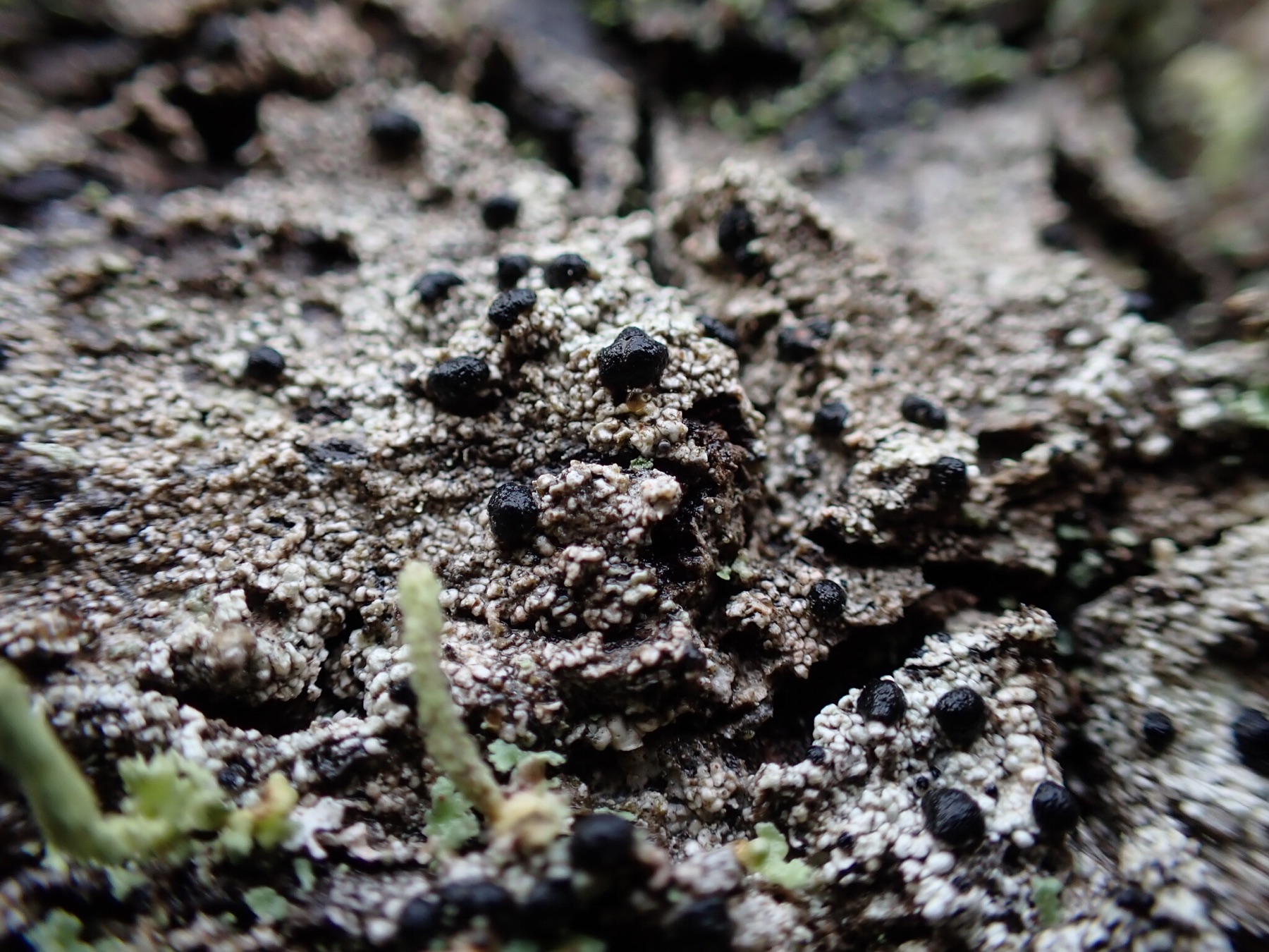 Mycoblastus sanguinarius (Mycoblastus sanguinarius)