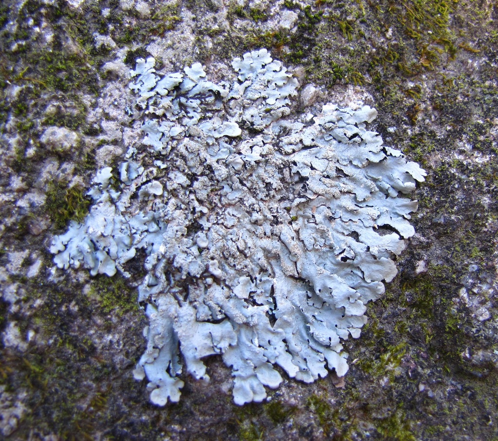 Myelochroa aurulenta (Myelochroa aurulenta)