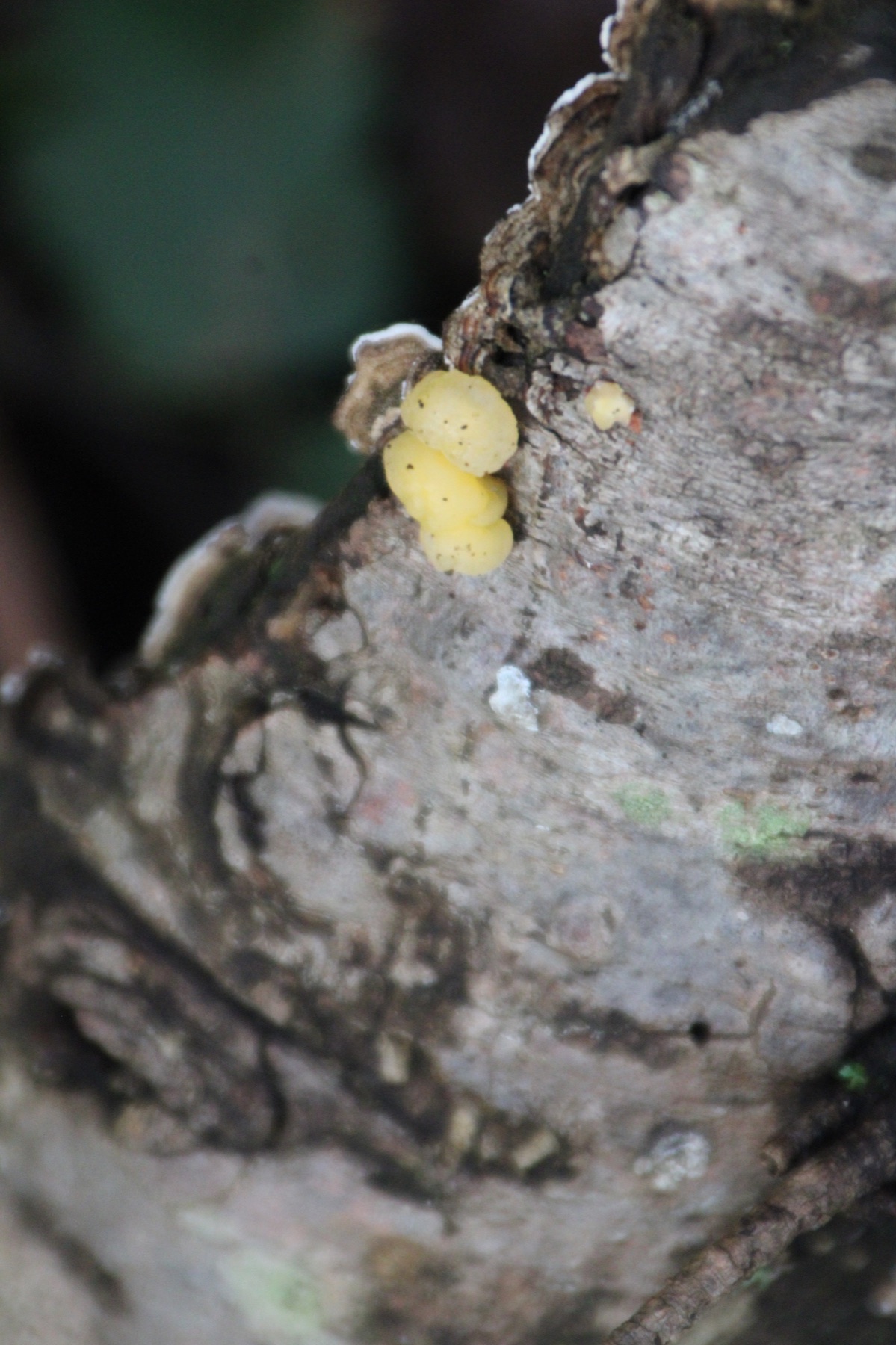 Naematelia encephala (Naematelia encephala)