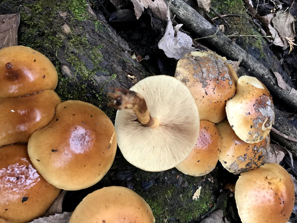 Nameko (Pholiota microspora)