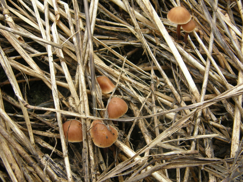 Naucorie à odeur de concombre (Macrocystidia cucumis)