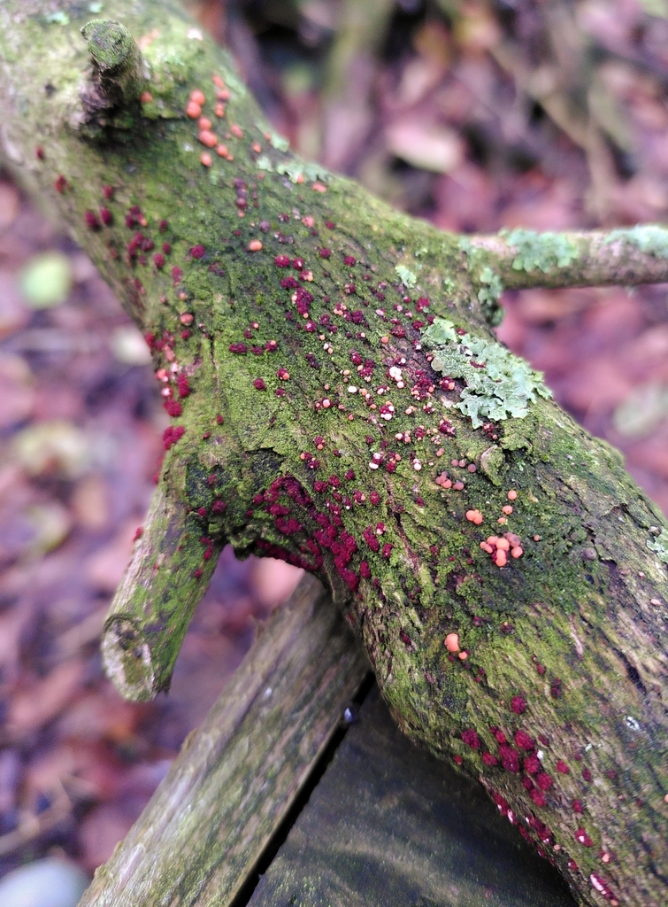 Nectrie couleur de cinabre (Nectria cinnabarina)