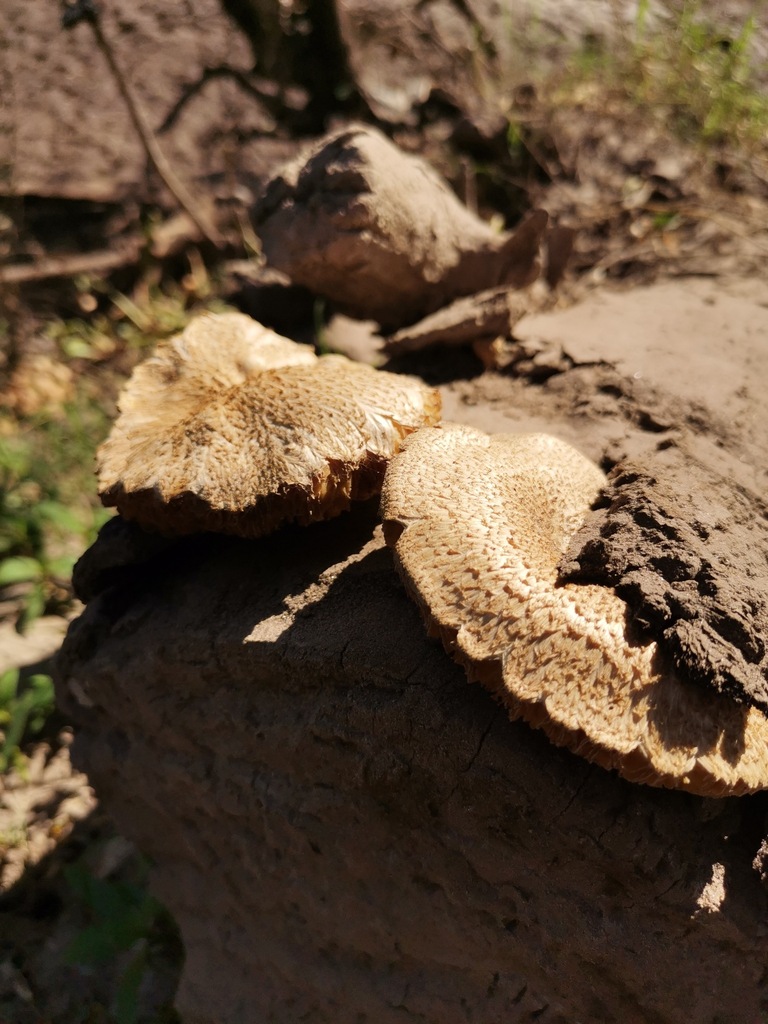 Neolentinus ponderosus (Neolentinus ponderosus)