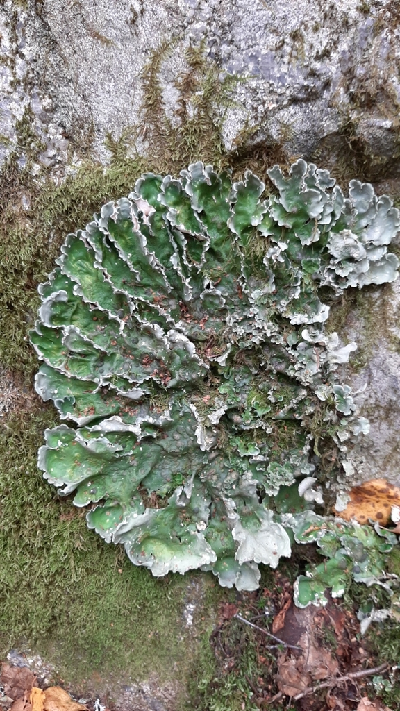 Néphrome arctique (Nephroma arcticum)