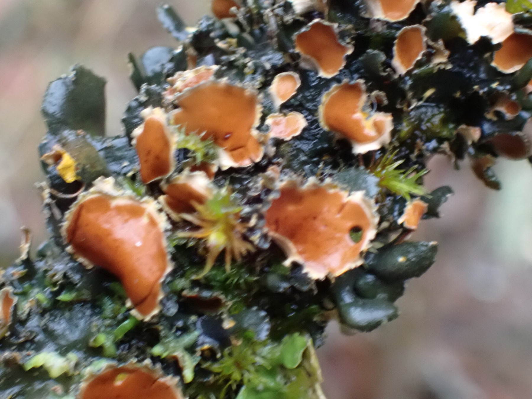 Néphrome lisse (Nephroma laevigatum)