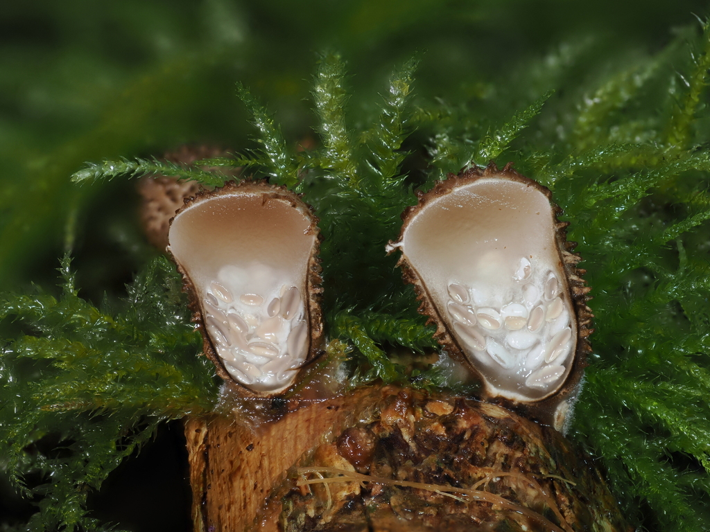 Nidula candida (Nidula candida)