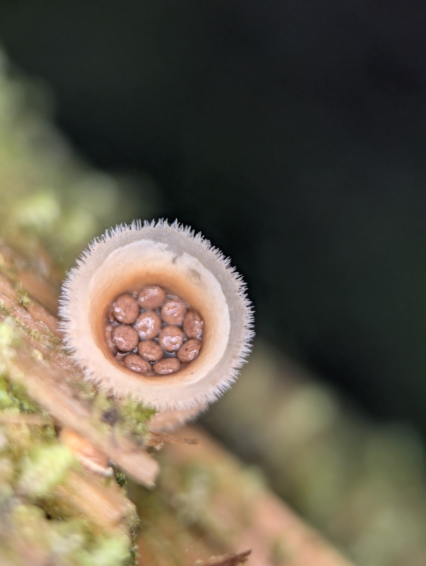 Nidula niveotomentosa (Nidula niveotomentosa)