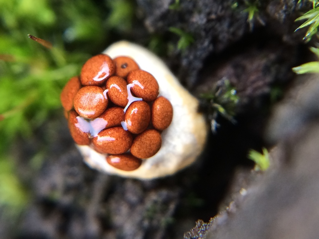Nidulaire déformé (Nidularia deformis)