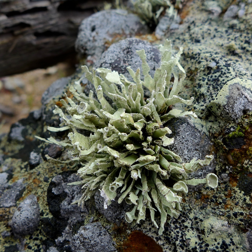 Niebla homalea (Niebla homalea)