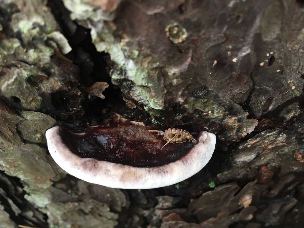 Nigroporus vinosus (Nigroporus vinosus)
