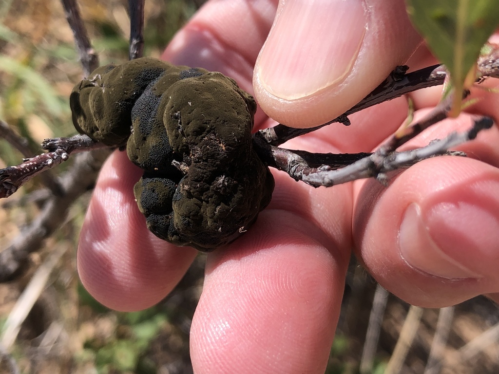 Nodule noir (Apiosporina morbosa)