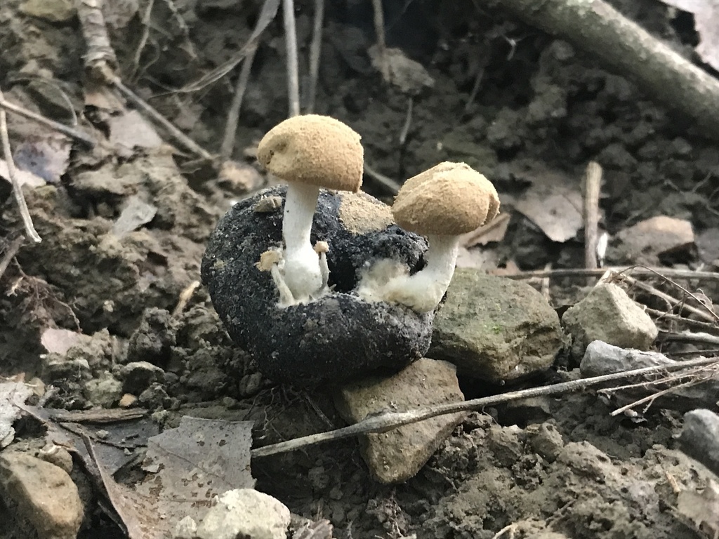 Nyctalis porteur d'étoiles (Asterophora lycoperdoides)