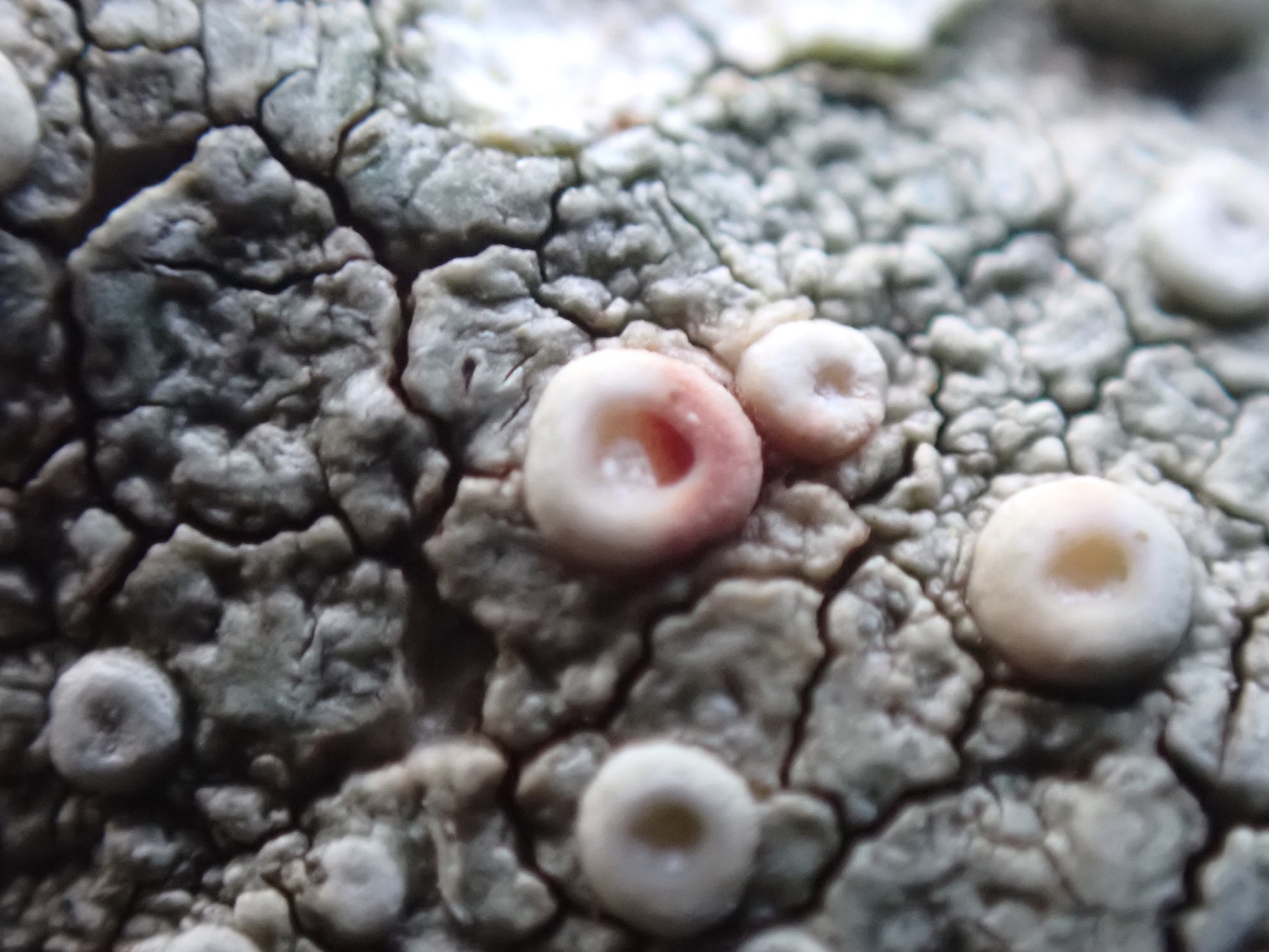 Ochrolechia parella (Ochrolechia parella)