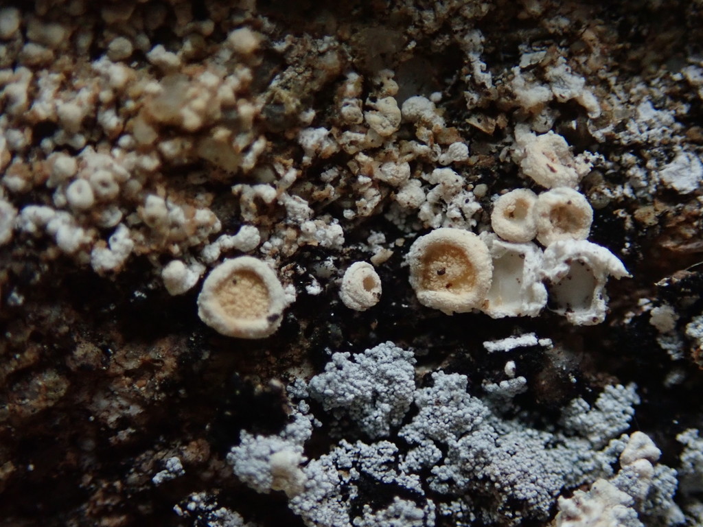 Ochroléchie tartareuse (Ochrolechia tartarea)