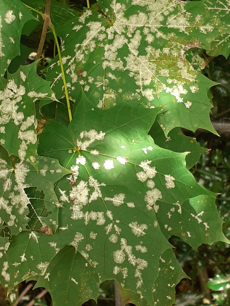 Oïdium de l'érable plane (Sawadaea tulasnei)