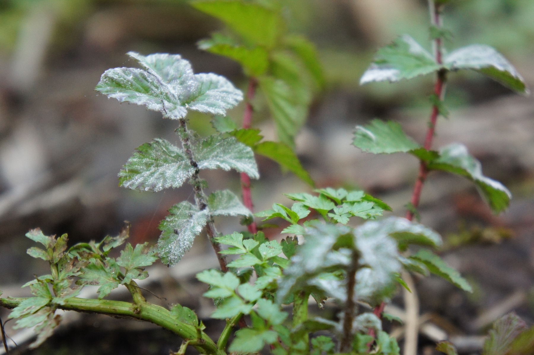 Oïdium de la reine-des-prés (Podosphaera filipendulae)