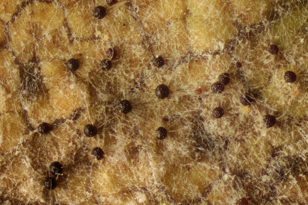 Oïdium de la vigne (Erysiphe necator)