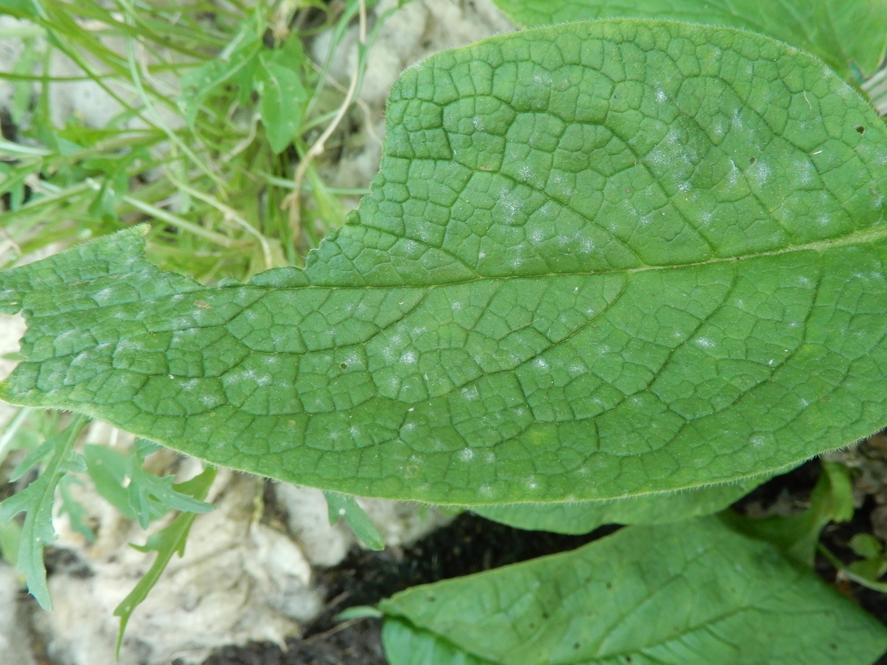 Oïdium des consoudes (Golovinomyces asperifoliorum)