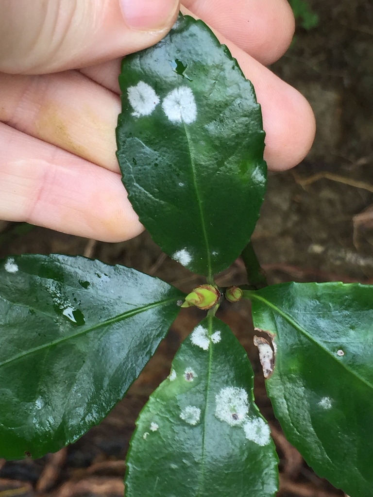 Oïdium des fusains asiatiques (Erysiphe euonymicola)