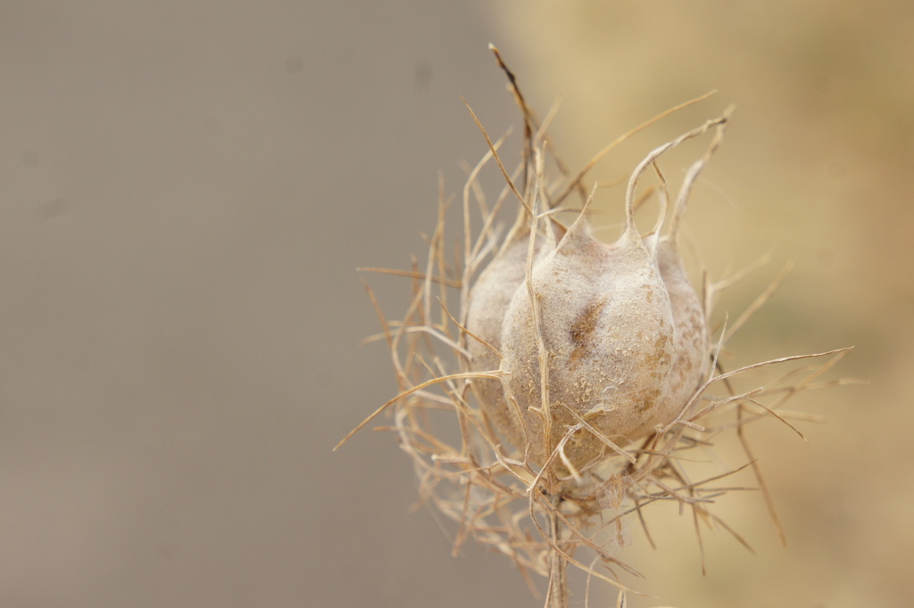 Oïdium des renoncules (Erysiphe aquilegiae)