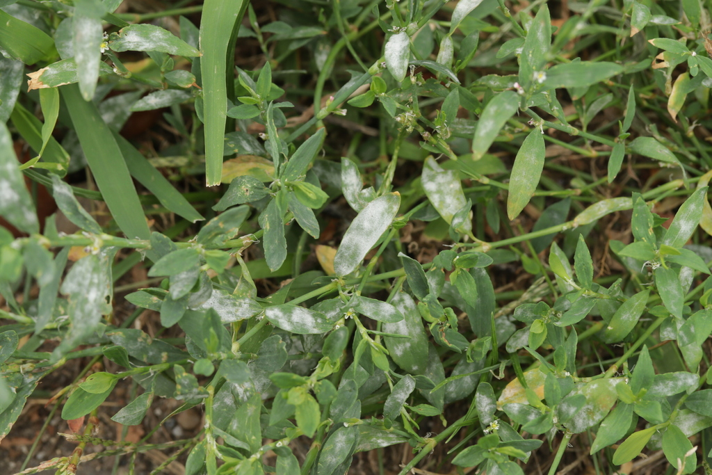 Oïdium des renouées (Erysiphe polygoni)