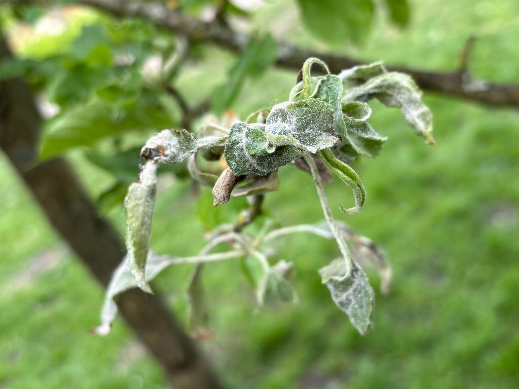Oïdium du pommier (Podosphaera leucotricha)