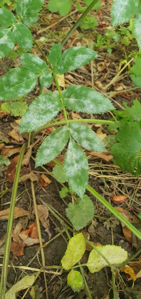 Oïdium du rosier (Podosphaera pannosa)
