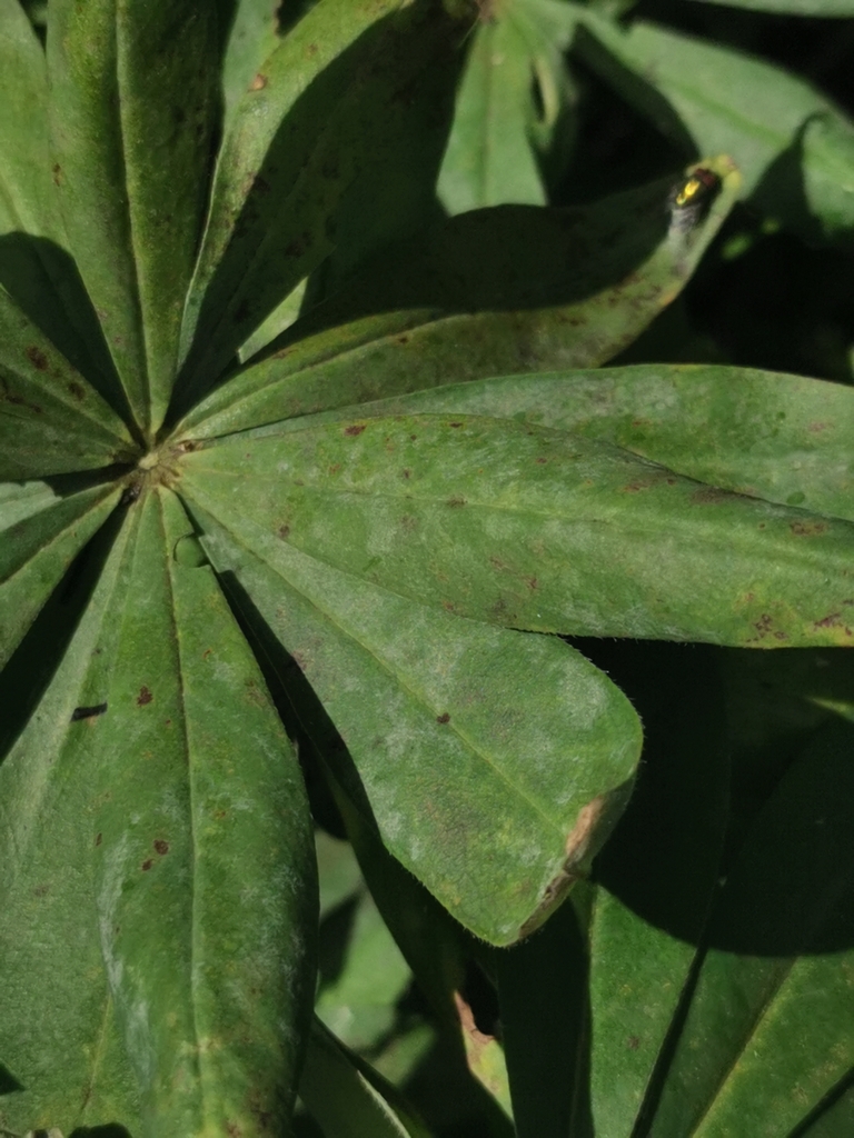 Oïdium du trèfle (Erysiphe trifoliorum)