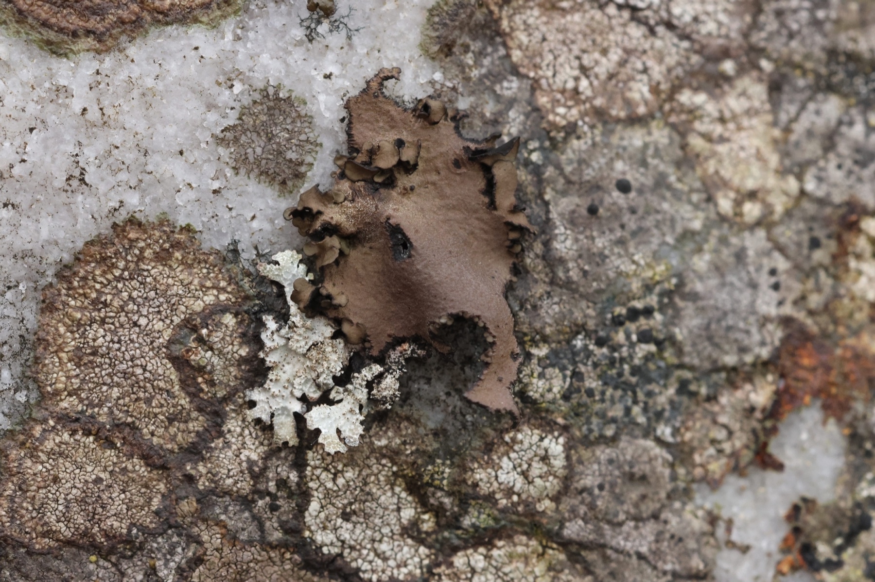 Ombilicaire à pétales (Umbilicaria polyphylla)
