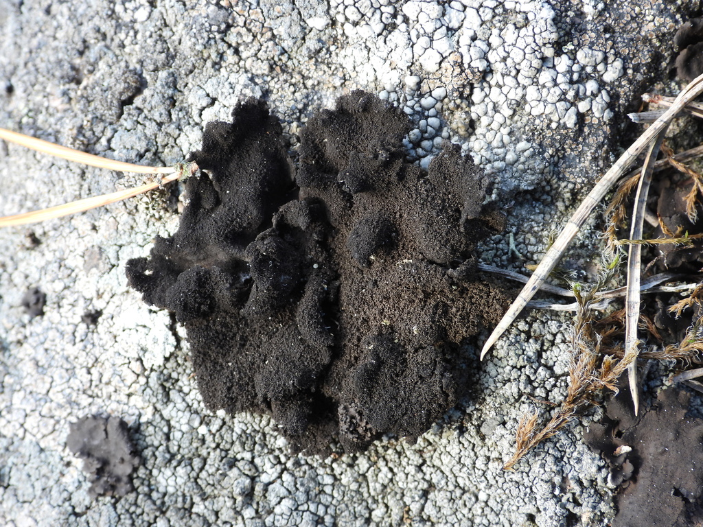 Ombilicaire brûlée (Umbilicaria deusta)