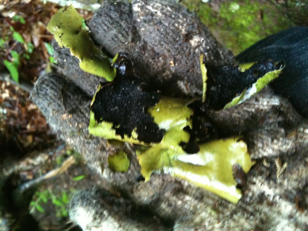 Ombilicaire comestible (Umbilicaria esculenta)