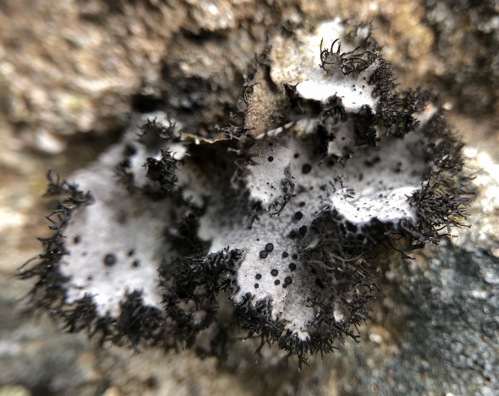 Ombilicaire cylindrique (Umbilicaria cylindrica)
