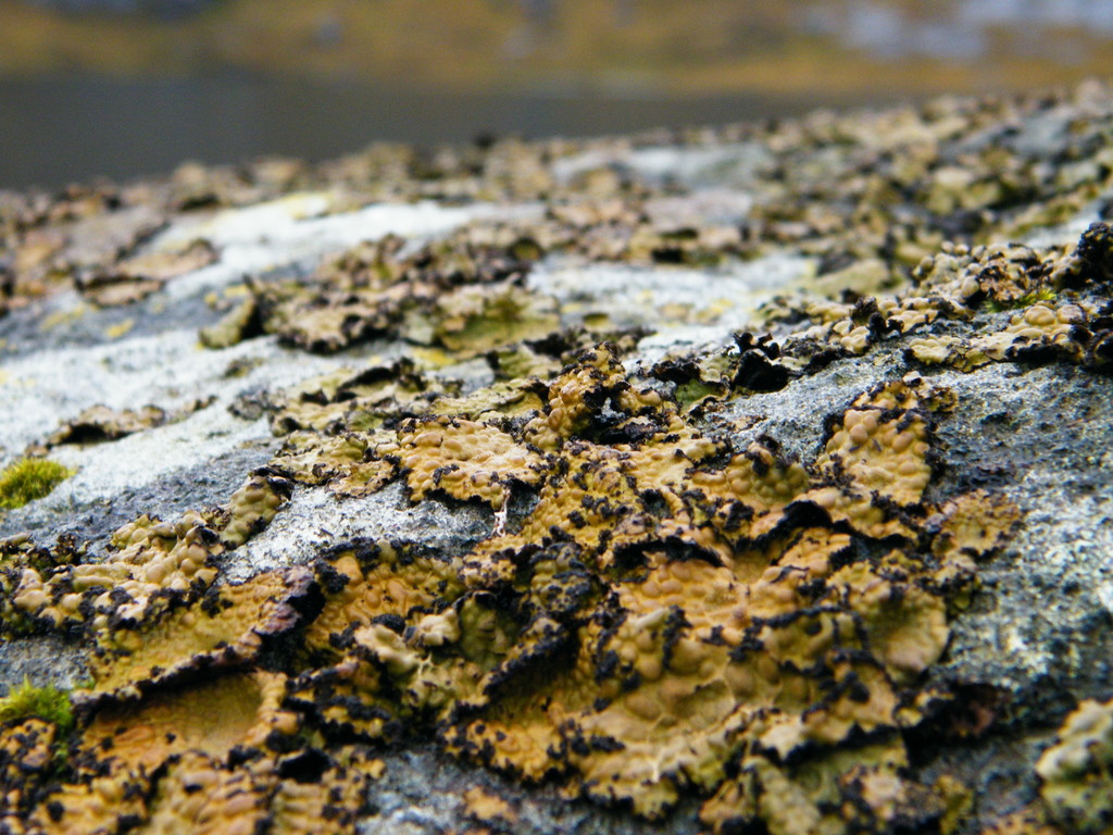 Ombilicaire pustuleuse (Umbilicaria pustulata)