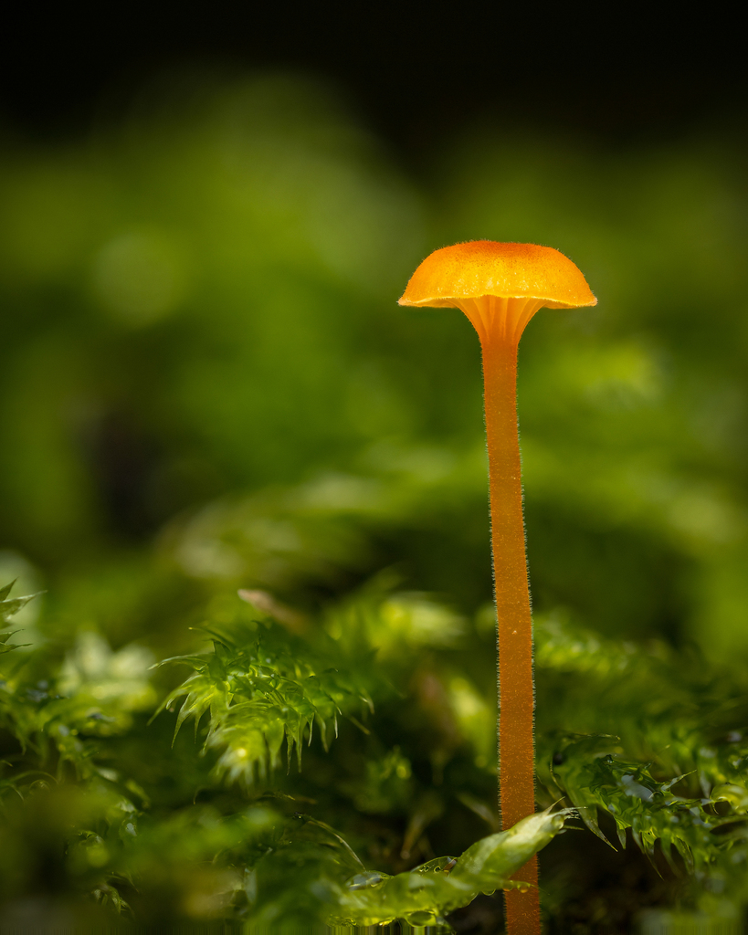 Omphale bibelot (Rickenella fibula)