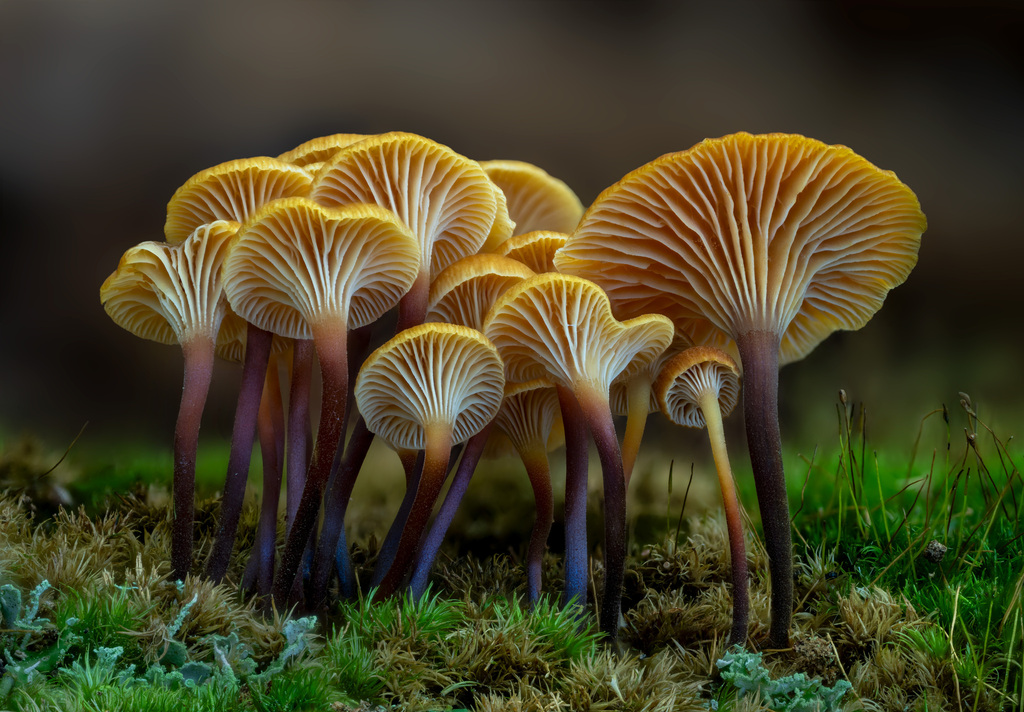 Omphale clochette (Xeromphalina campanella)
